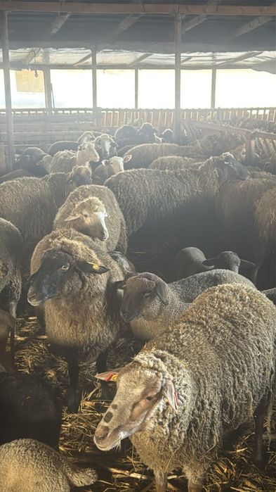 Oii cu miei langa ele