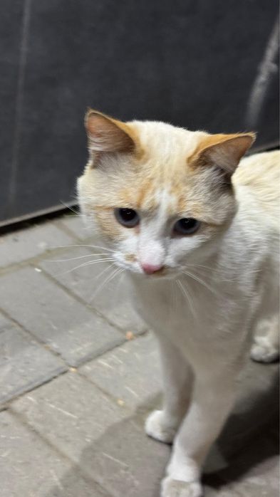 Ищем дом для кота