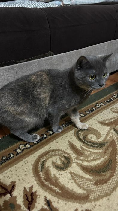 Кошечка в хороший дом