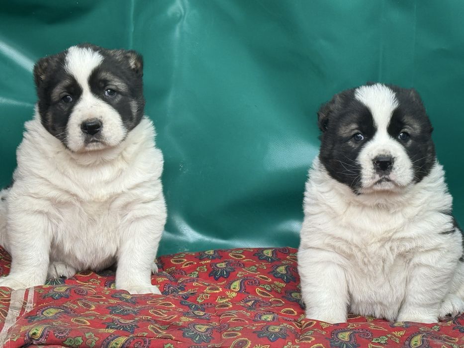 Төбет күшіктері сатылады