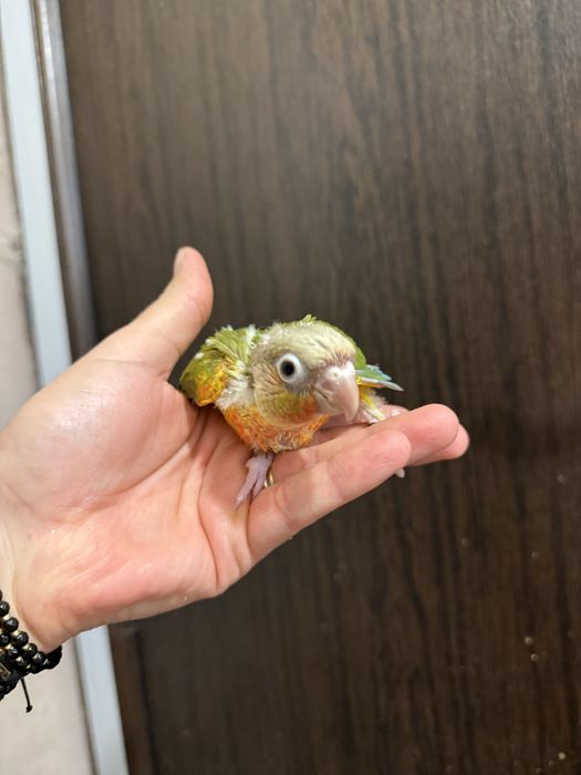 Papagali vorbitori pui blanzi pyrrhura molinae pirura pyrura