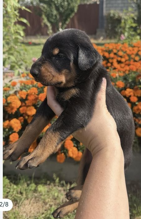 Продам Щенят Добермана!