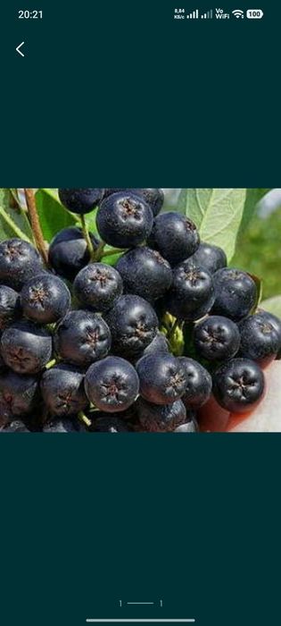Продается черноплодная рябина
