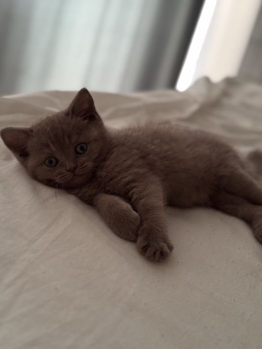 Кошка британская шиншилла