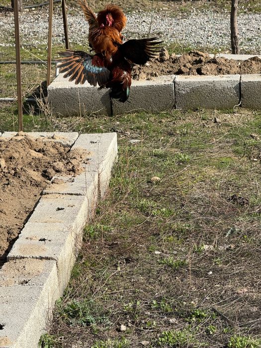 Карликовые петухи