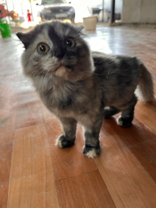 Котенок ищет  хозяев