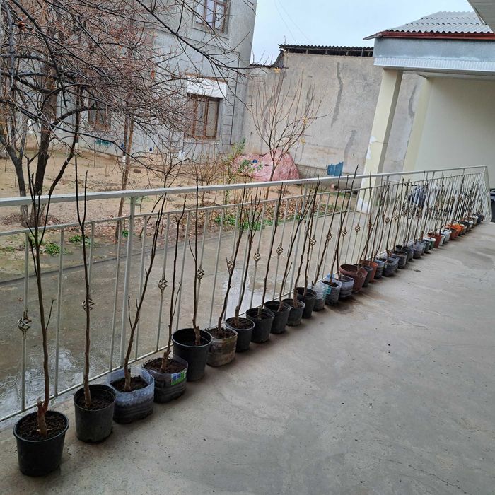 Магнолия листопадная гибридная