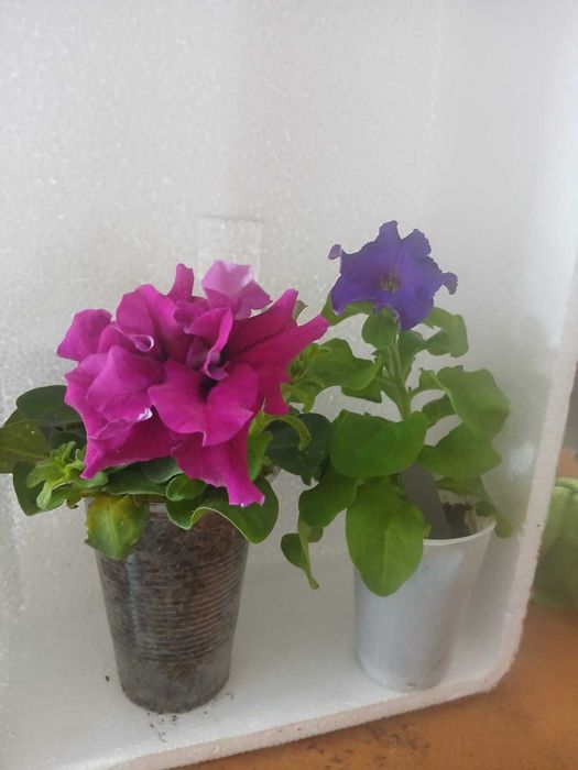 цветы петунии и бегонии