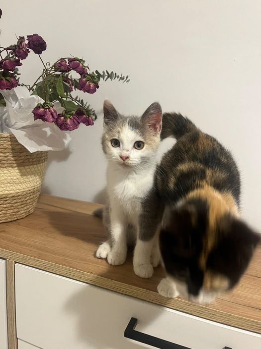отдам котят в добрые руки