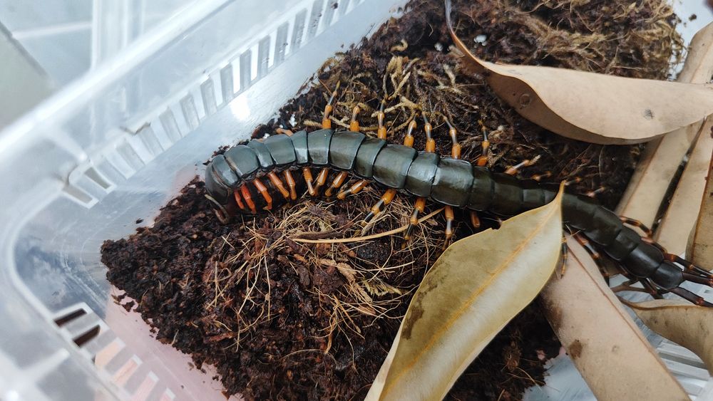 Scolopendra hainanum