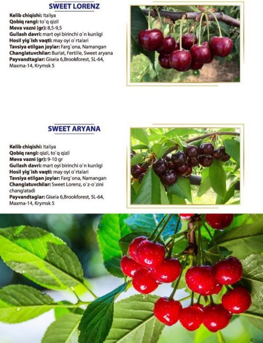 Гилос кучатлар сотувда