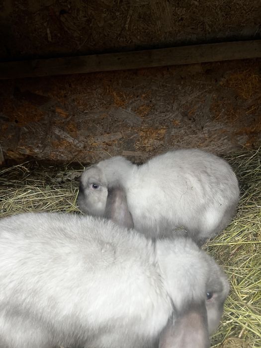 Iepuri de rasa de vanzare