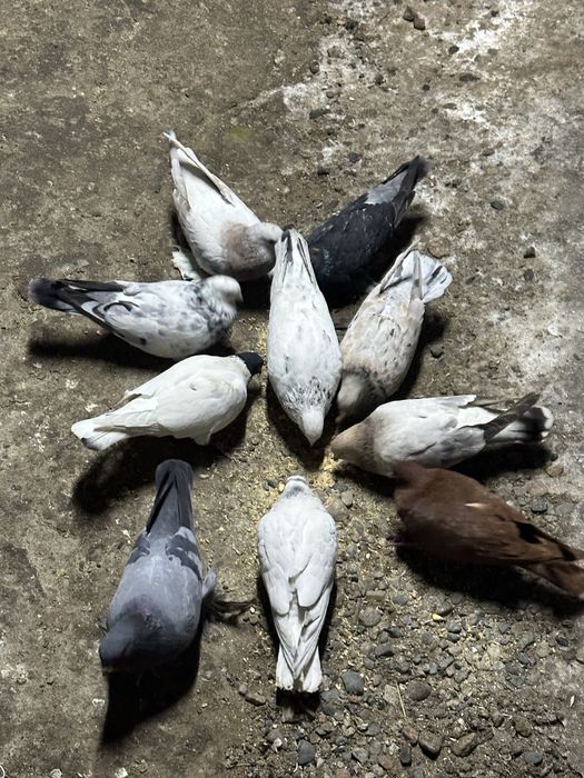 Продам голубей разных пород