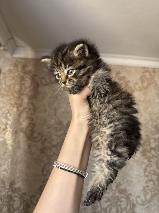 Котята бесплатно