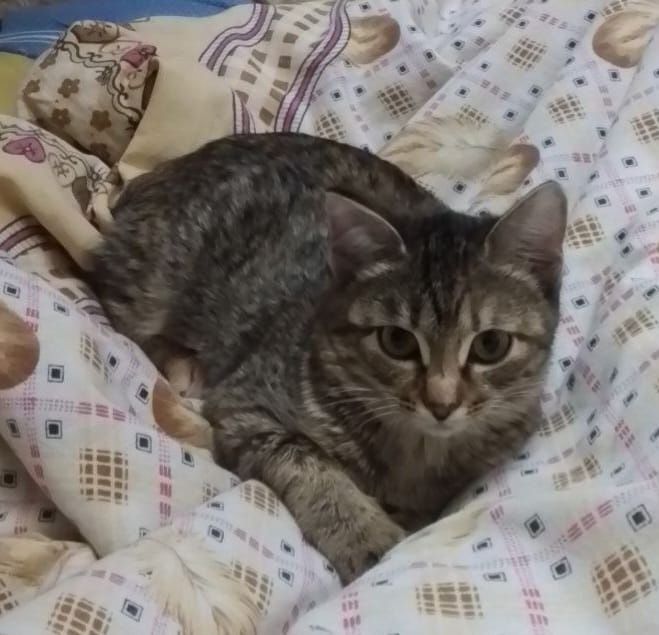 Отдам кошечку в добрые руки