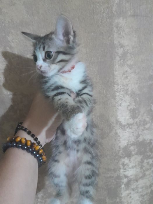 Отдам котят. 2 месяца