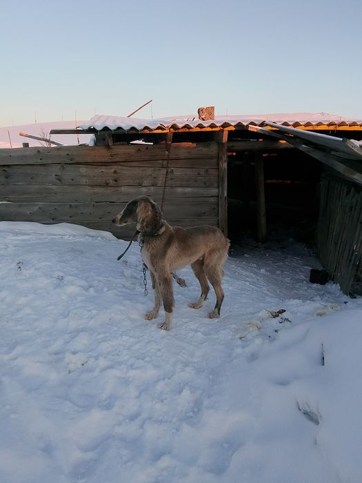 Продам Тазы 10000к