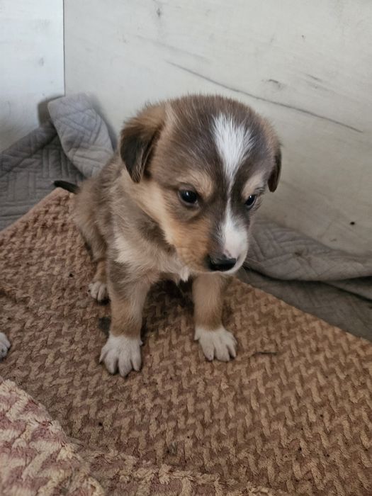 В хорошие руки щенки