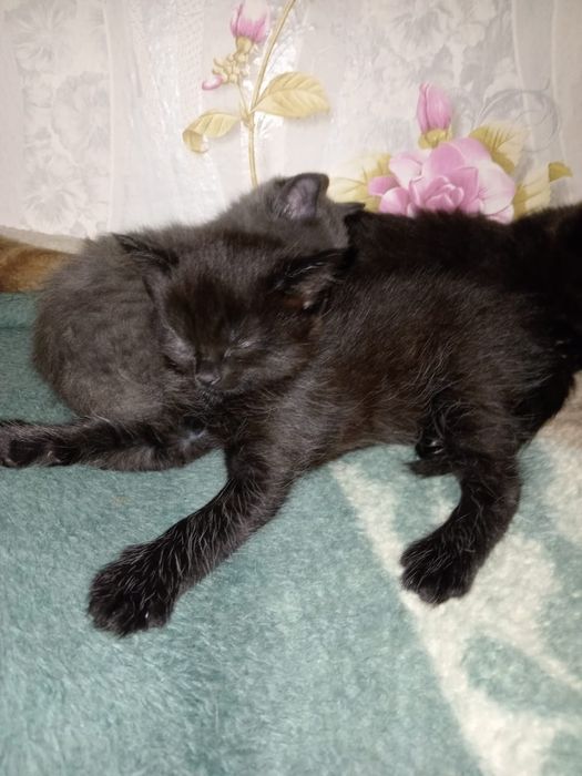 Отдам котят в добрые руки