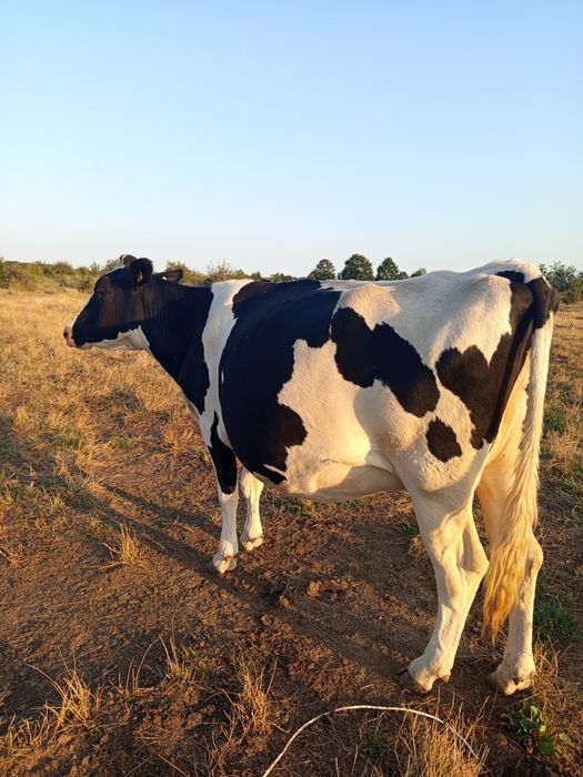 Vând vacă Holstein