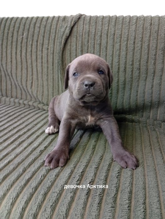 Кане Корсо Cane Corso Italiano