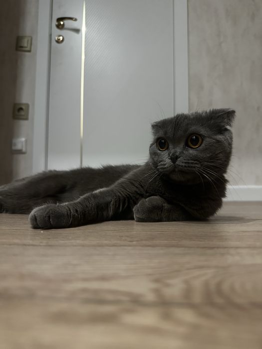 Кошка ( британская )