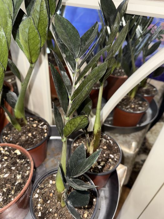 Замиокулькас ( Долларовое дерево)