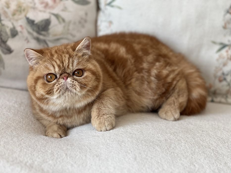 Екзотично късокосместо мъжко елитно коте