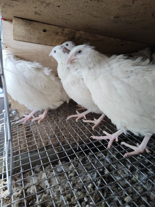 Цыплята перепёлки