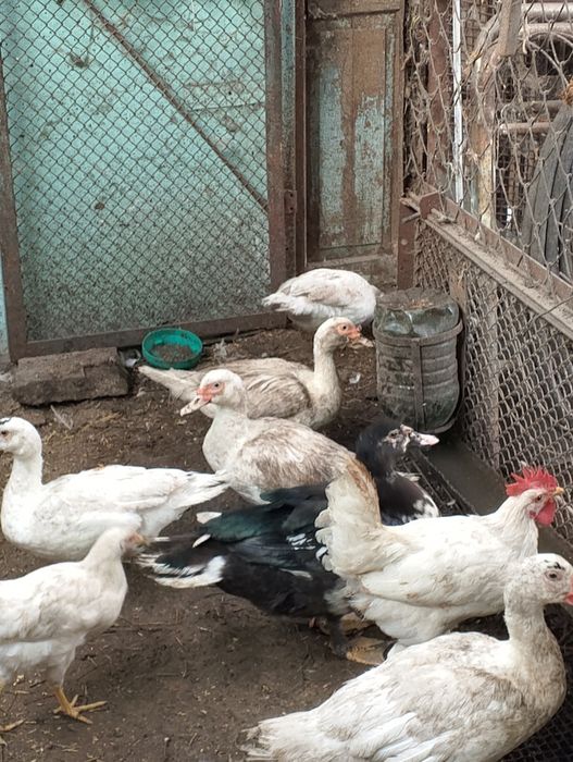 Продам индоуток белых.