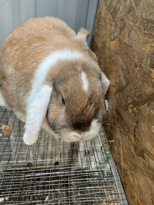 Куйон карлик срочно тоза конли