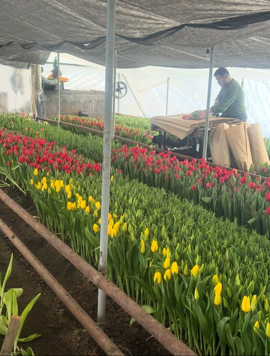 Оптом тюлпаны.Тюльпаны оптом и в розницу.Голландские тюльпаны оптом