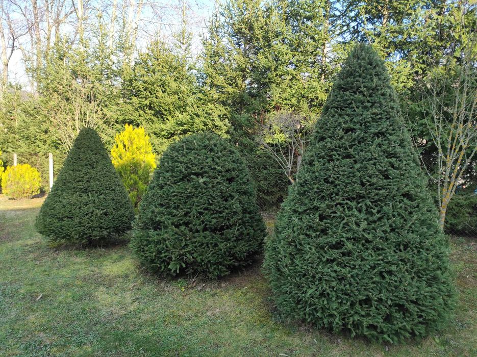 Смърч топиран -250см