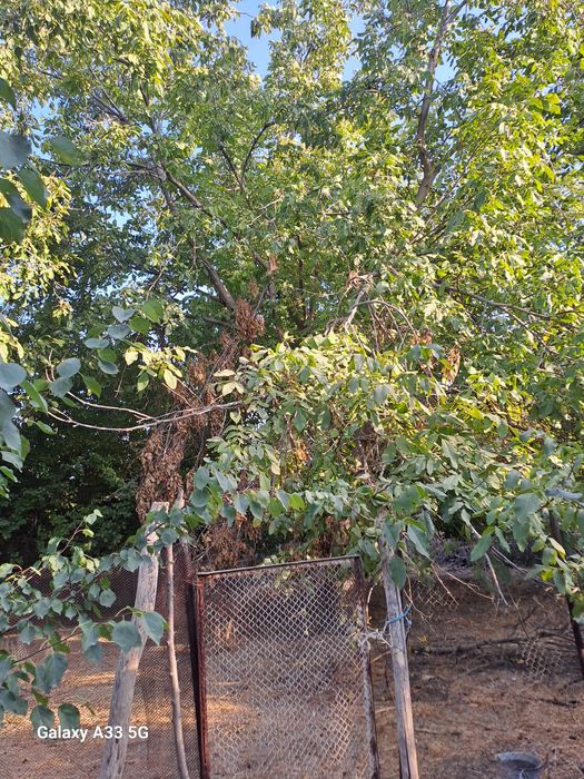 Yongoq daraxt sotiladi