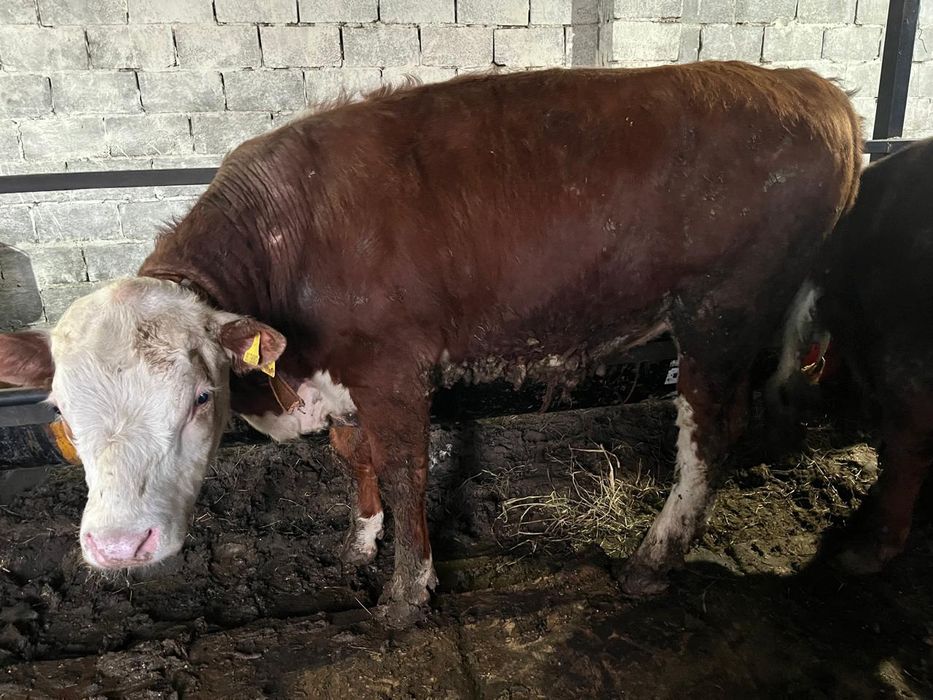 Продам бычков с откорма