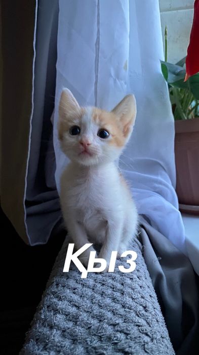 Бесплатно в добрые руки