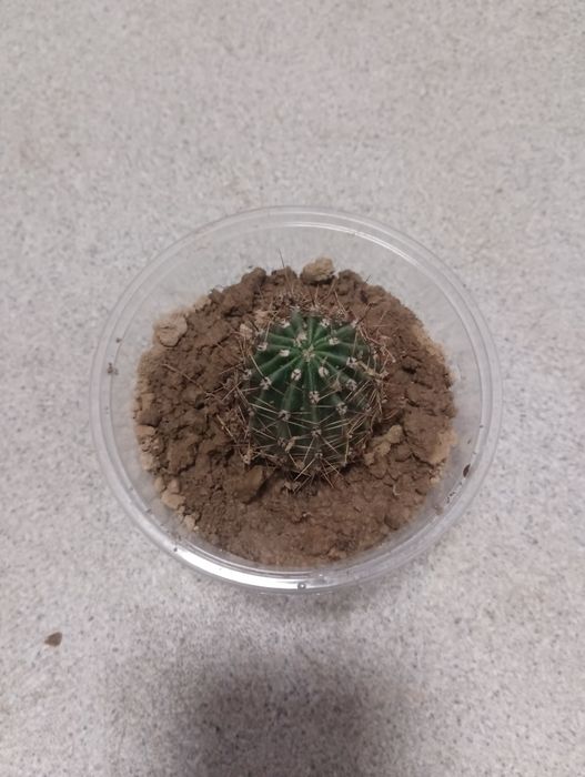 Компьютерный кактус!