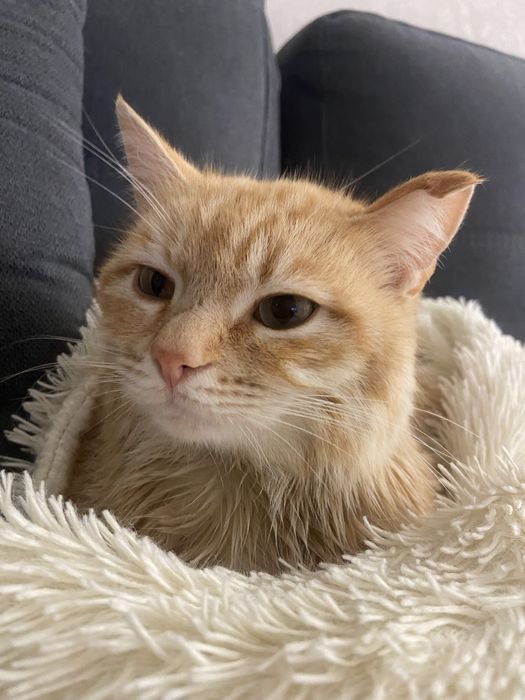 Котик Рыжик ищет дом