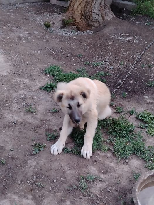 Тобет кушик сатылады