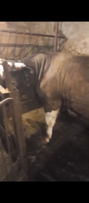 Продам бычков и тёлок.