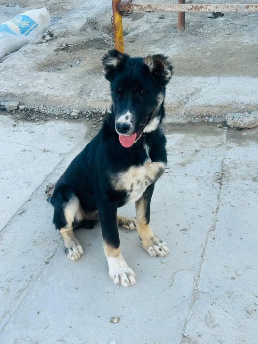 Тобет 4 айлық еркек күшік