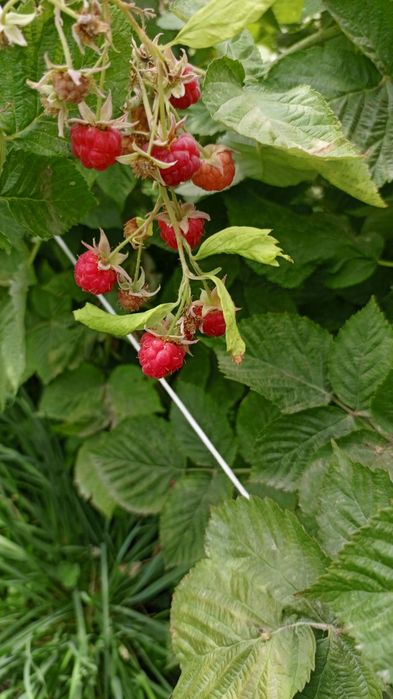 Домашнее малиновое варенье