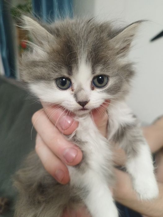 Отдам котенка девочка