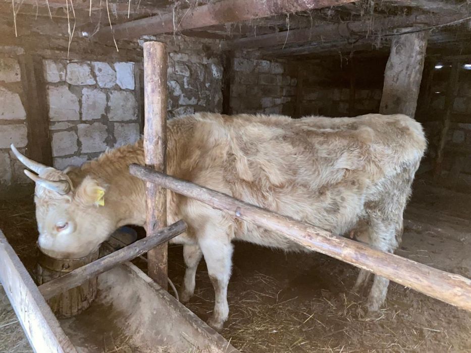 Продам корову , жирный