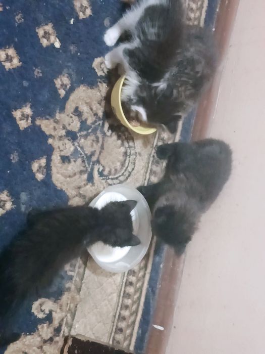 Отдам даром котят