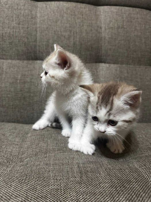Котята 2 штуки отдам в хорошие руки