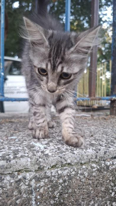 Търсим любящ дом! Четири прекрасни котенца на 3-4 месеца за осиновяване