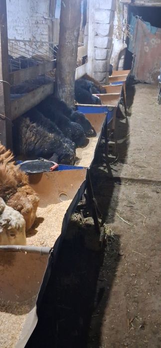 Boqilgan semiz qochqorlar bor