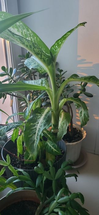 Домашний комнатный цветок