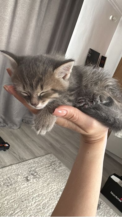 Отдам котят в добрые руки